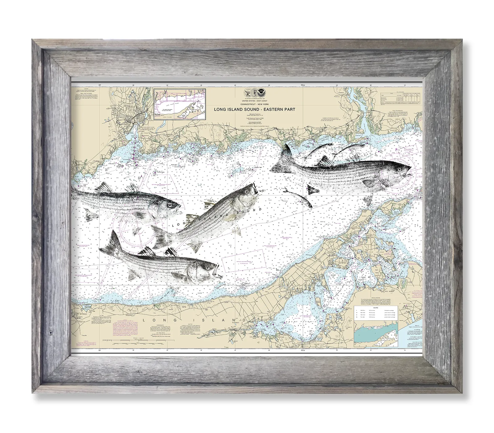 Long Island Sound with Striped Bass School