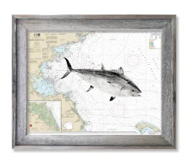 Massachusetts Bay with Bluefin Tuna